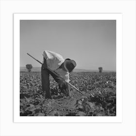 Shelley, Idaho (Vicinity), Japanese Americans Hoeing Sugar Beets On Farm By Russell Lee Art Print