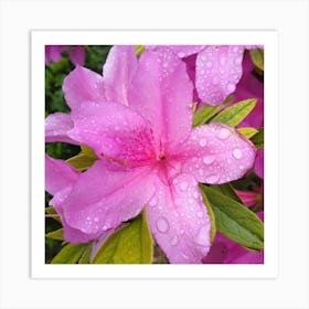 Pink Azaleas 13 Art Print