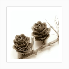 Pine Cones 1 Art Print