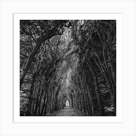 Path Through The Trees Art Print