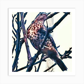 Mistle Thrush In A Tree Art Print