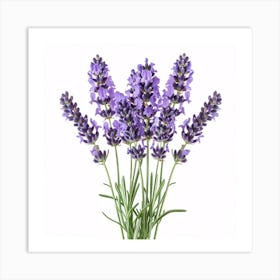 Lavender Flowers On A White Background Art Print