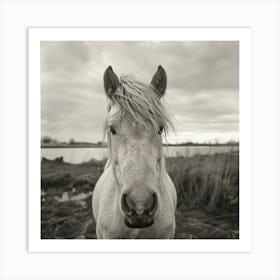 White Horse AT BEACH Art Print