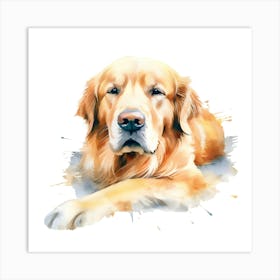 Golden Retriever Watercolor Painting 6 Art Print