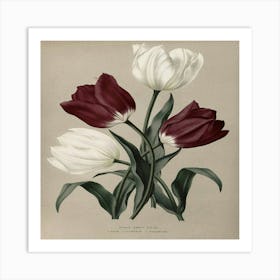 Tulips Art Print