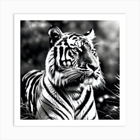 Tiger 36 Art Print