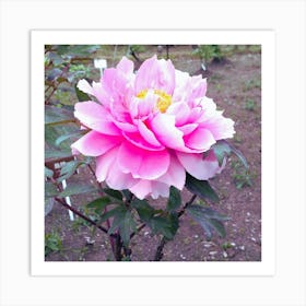 Peony in Japan 15 Art Print