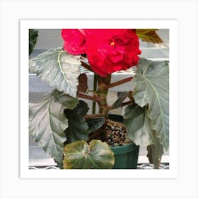 Begonia 25 Art Print