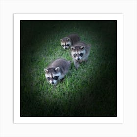 Baby Raccoons Art Print