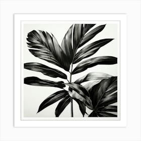 Black And White Tropical Leaves Art Print