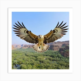 Hawk In Flight Art Print