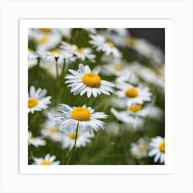 Daisy Field 4 Art Print