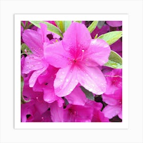 Azaleas 5 Art Print