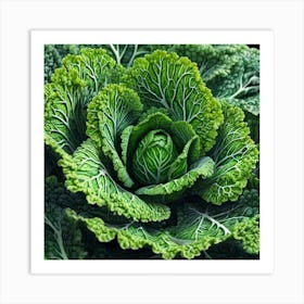 Cabbage Art Print