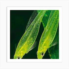 Two Green Fishes Art Print