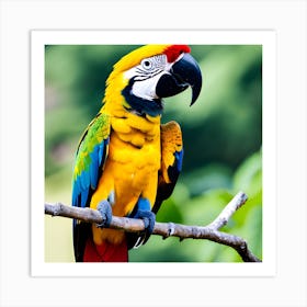 Colorful Parrot 3 Art Print