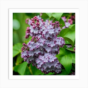 Lilas 2 Art Print