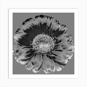 Black And White Flower 1 Art Print