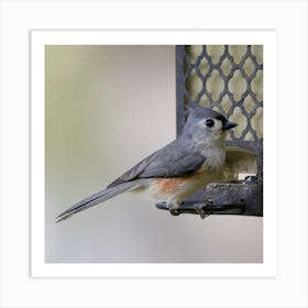 Tufted Titmouse  Bird on the Feeder Art Print