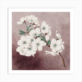 Cherry Blossoms 1 Art Print