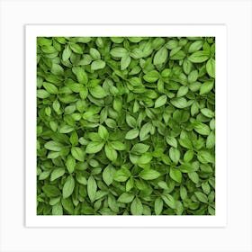 Green Basil Leaves Background Art Print