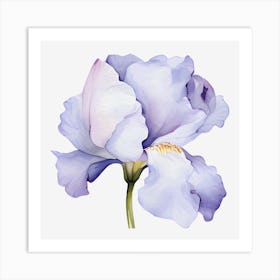 Watercolor Iris Flower Art Print