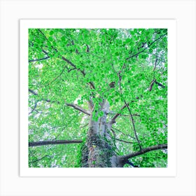 Tree In The Forest Botanical Photography Art Print