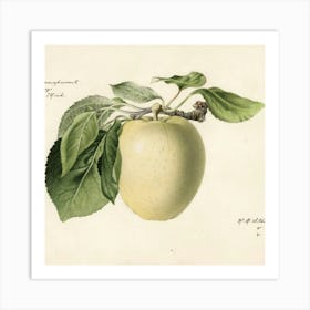 Fruit 2 8 Art Print