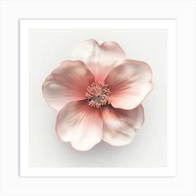 Pink Anemone Flower Art Print