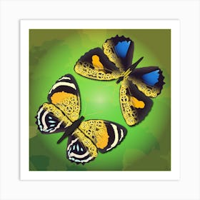 A Couple Of Mechanical Callicore Aegina Butterflies On A Green Background Art Print