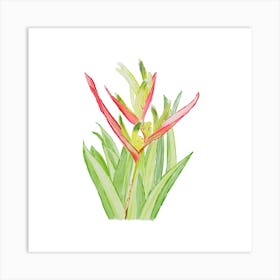 Vibrant pink and green Heliconia Tropical Flower and leaves in Watercolor faded Art Print