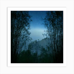 Firefly 8k, Top Quality, Live Action, Center, Dark, Night, Midnight, Starry Sky, Bamboo, Dense, Fog, (1) Art Print