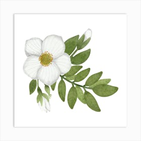 Cherokee rose and green leaves Art Print