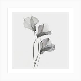 Calla Lilies Art Print