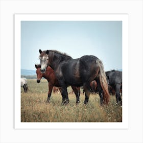 Horses In A Field Art Print