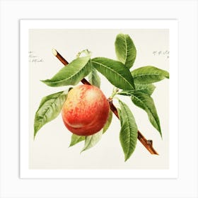 Peach On A Branch Art Print