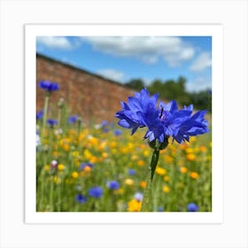 Blue Cornflowers in field | Nature Photography Art Print Art Print