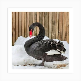 Pato Negro Pico Colorado Art Print