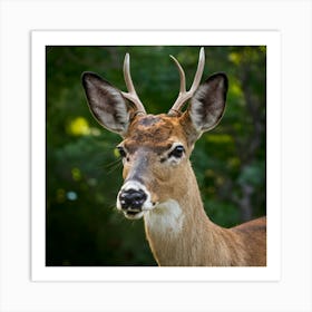 Mule Deer Art Print