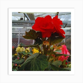 Red Geranium 1 Art Print