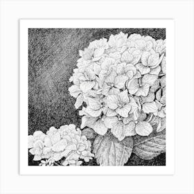 Hydrangea Art Print