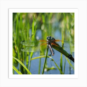 Dragonfly On Reed Art Print