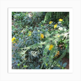 Yellow Flowers In A Garden Art Print