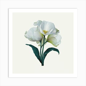 White Tulips Art Print