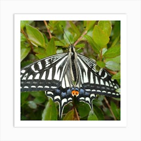 Black Swallowtail Butterfly Art Print