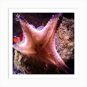 Starfish Art Print