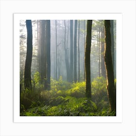 Ferns In The Forest Art Print