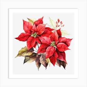 Poinsettia 7 Art Print