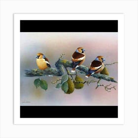 Three Birds On A Branch Art Print