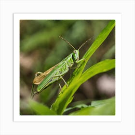 Grasshopper 4 Art Print